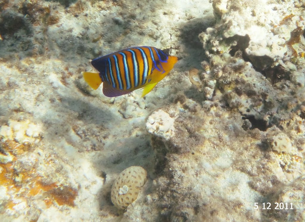 The Regal Angel Fish - Canyon Garden, Dahab by MariuszTarapata