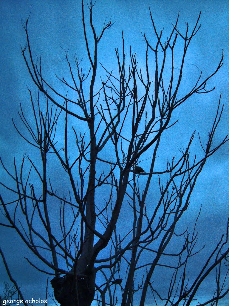 BLUE SKY,BLACK TREE by GEORGE ACHOLOS