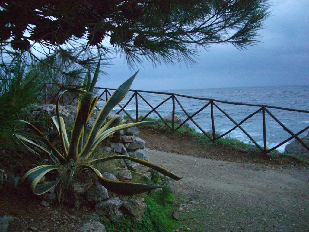 A agave, a fence and sea by Gianluca Albeggiani …