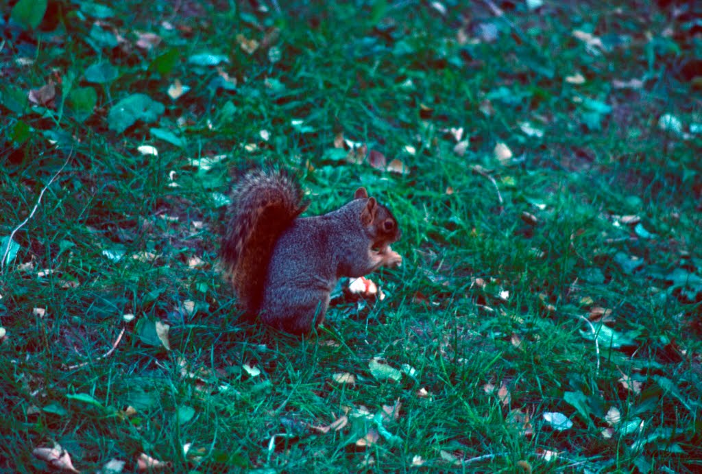 Fox Squirrel by idahodon