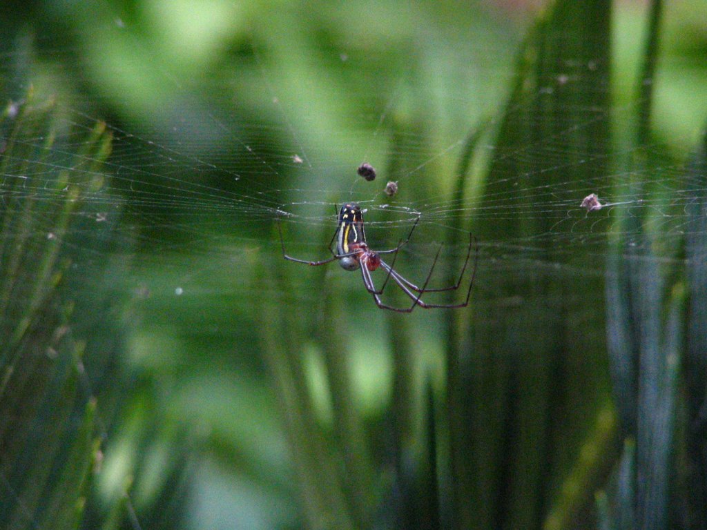 Araña by Juan Antonio Torres …