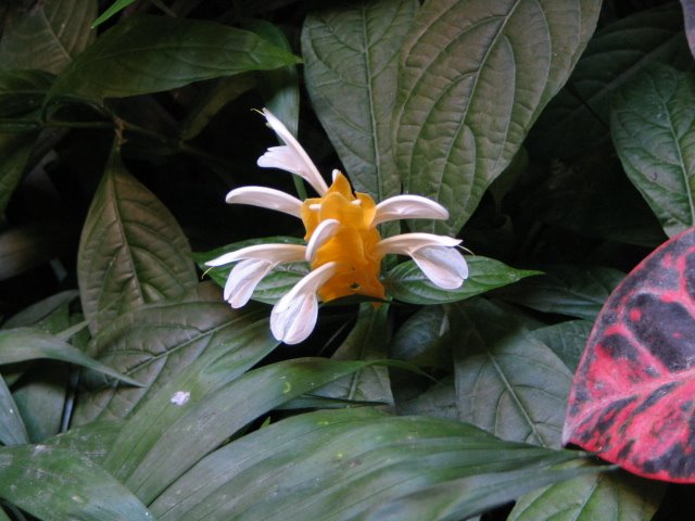 Flor en campo verde by Juan Antonio Torres …