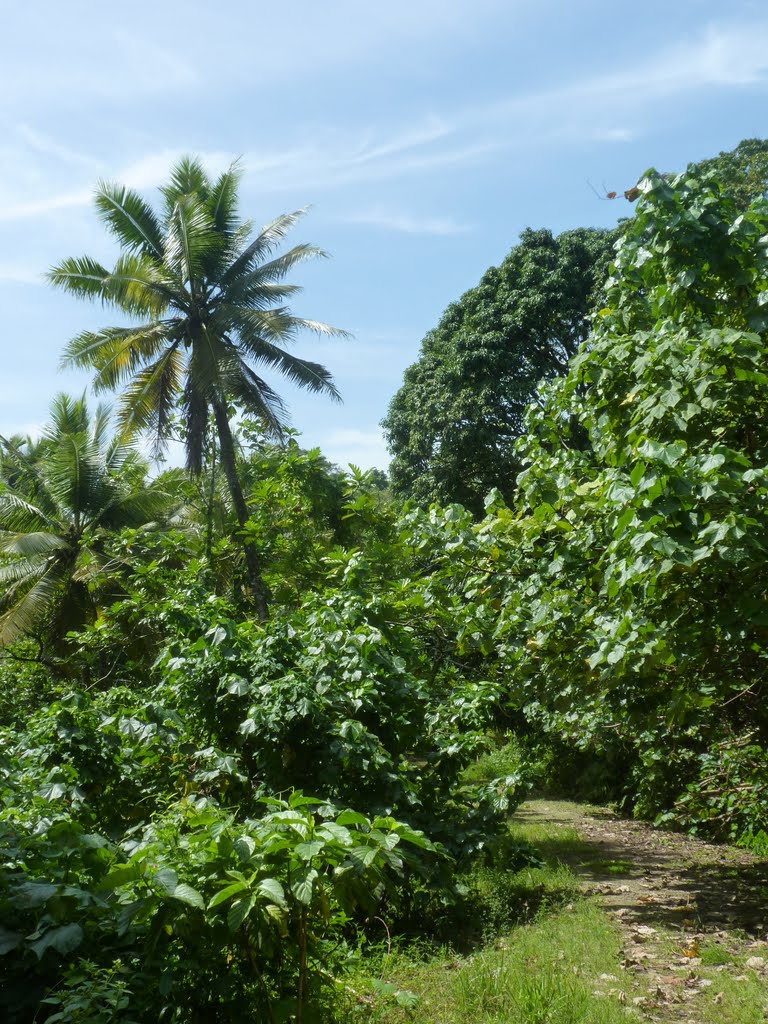 Path along the Coast in Madolenihmw by Sven Mueller