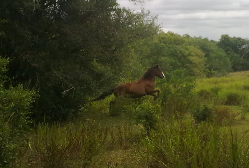 Cavalo no Momento exato! Pampas de Santa Maria - São Valentim by Edilson Toniolo