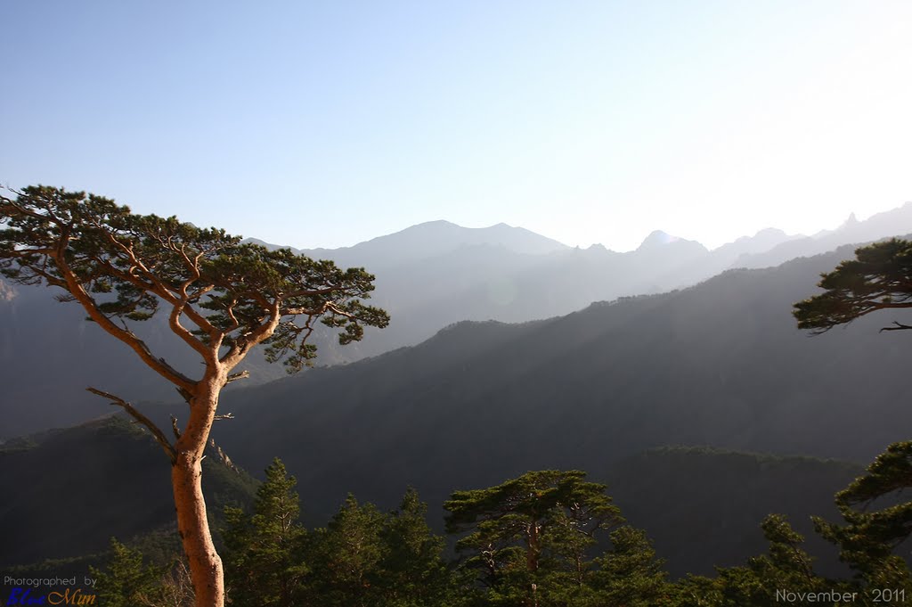 Pine, Ulsan Rock(Ulsanbawi), Mt. Seorak National Park, Sokcho, Gangwon, Korea by Blue Mun