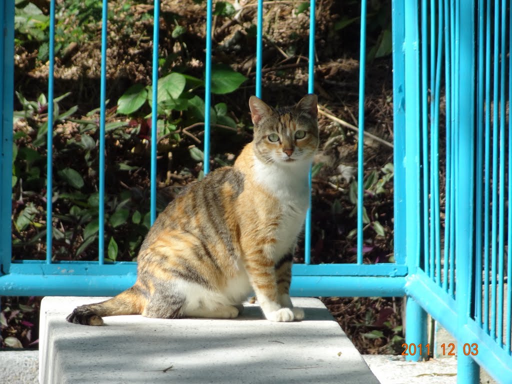 A cat in the small park at the back of Tin Wan Estate, Aberdeen, HK by Gumsweet