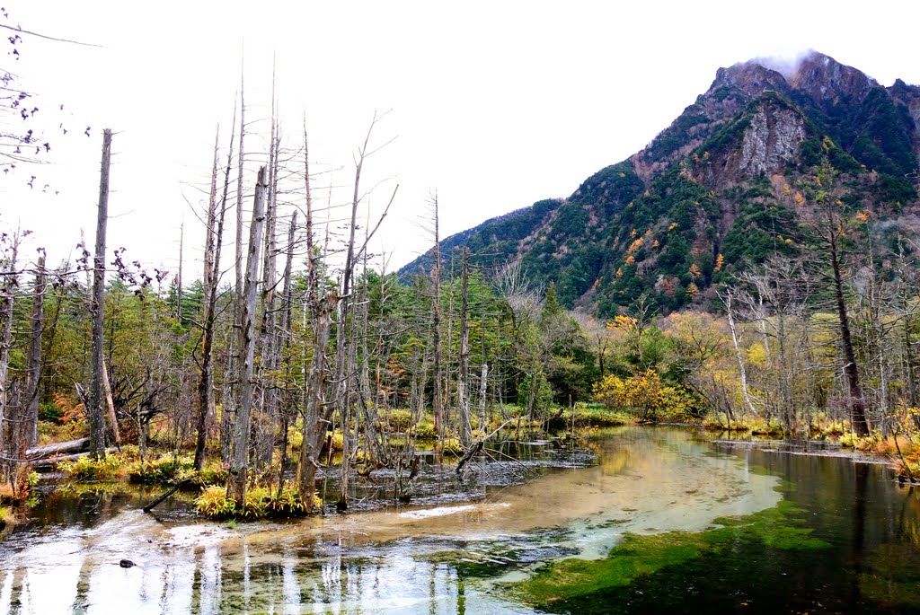 Kamikochi in autumn. 秋の上高地　立枯れ木 by d-fuku