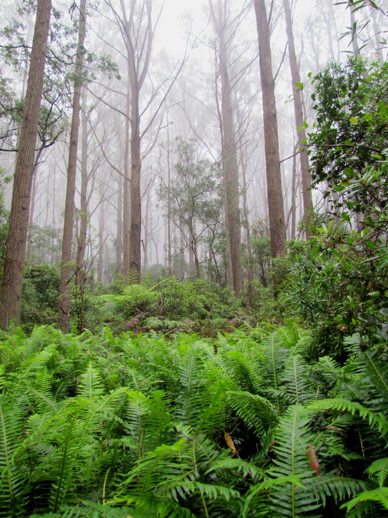 Towering gums, mist and lush ferns. Monga National Park, NSW by Luke Johnston