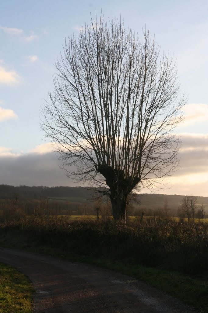 Arbre. 24/12/2011 by Cort'