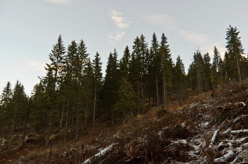 059 40 Liptovská Teplička, Slovakia by Pavol Gombos