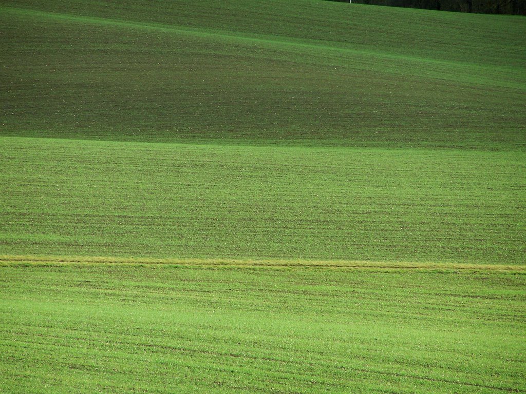 Agrogeometrie am Tachenhäuser Hof by Hartmut Scheuter