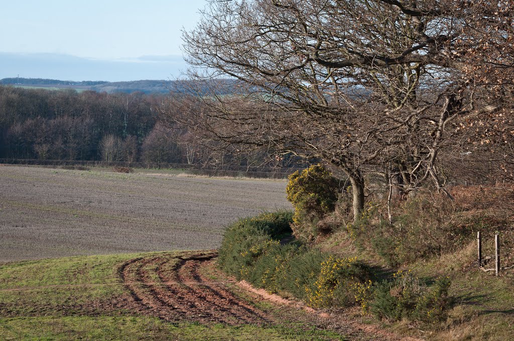 Footpath to South Carlton passing around Sand Hill Plantation by JCorner