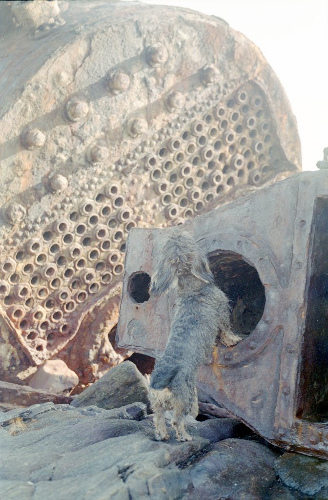 1994, a beached steam engine from forties, dachshund inspecting. by Andrzej Paczyński