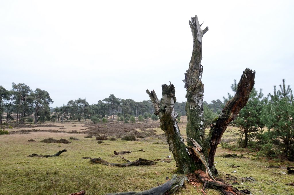 Lonelyness: this dead birch at Deelerwoud 27 December. You can see (when enlarging) several Fomes fomentarius mushroom growing on it. by Henk Monster