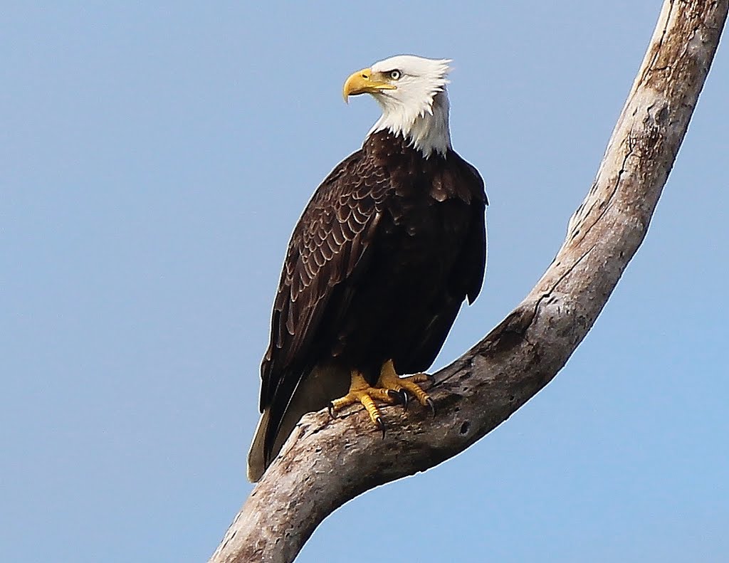 Bald eagle eyes prey at Flamingo, FL by Harley1947