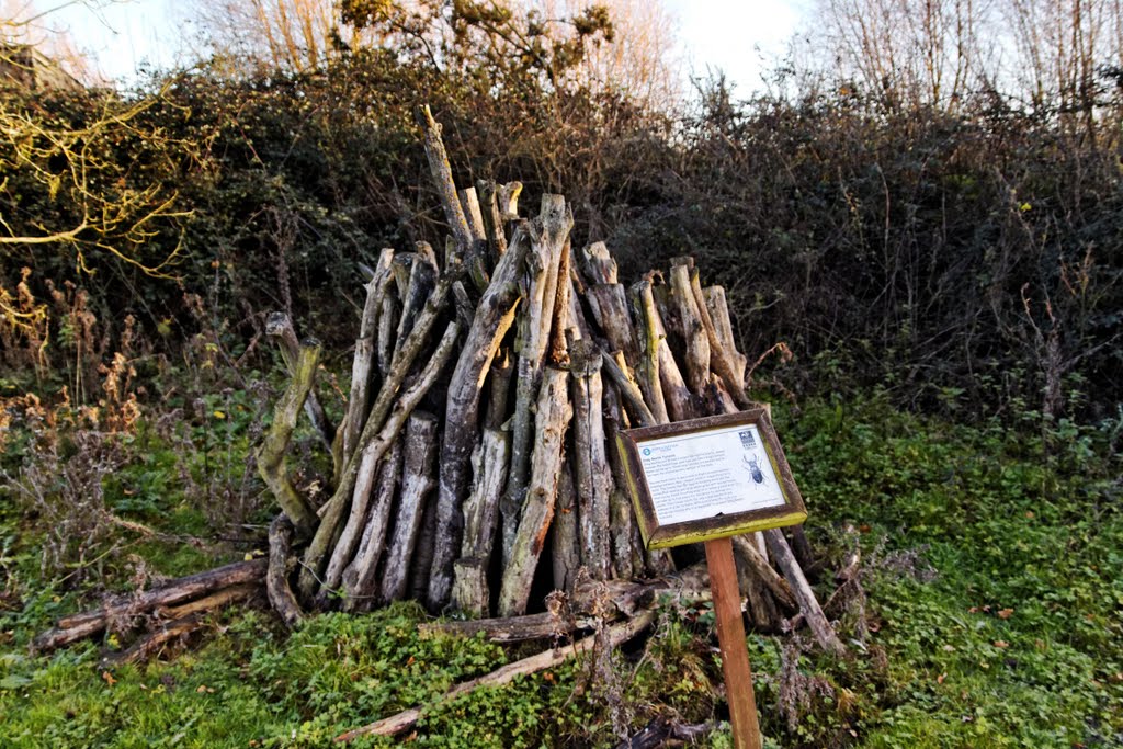 Stag Beetle Pyramid, Abberton Reservoir, Essex, Nov 2011 by keithb