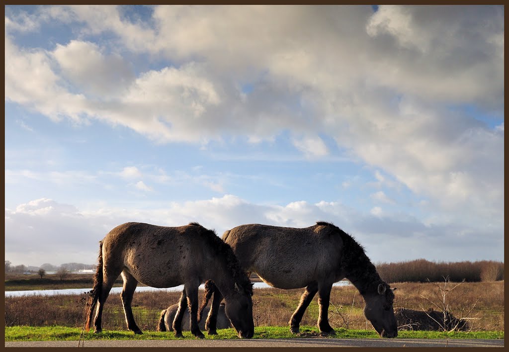 Konik Horses by Jan Visser