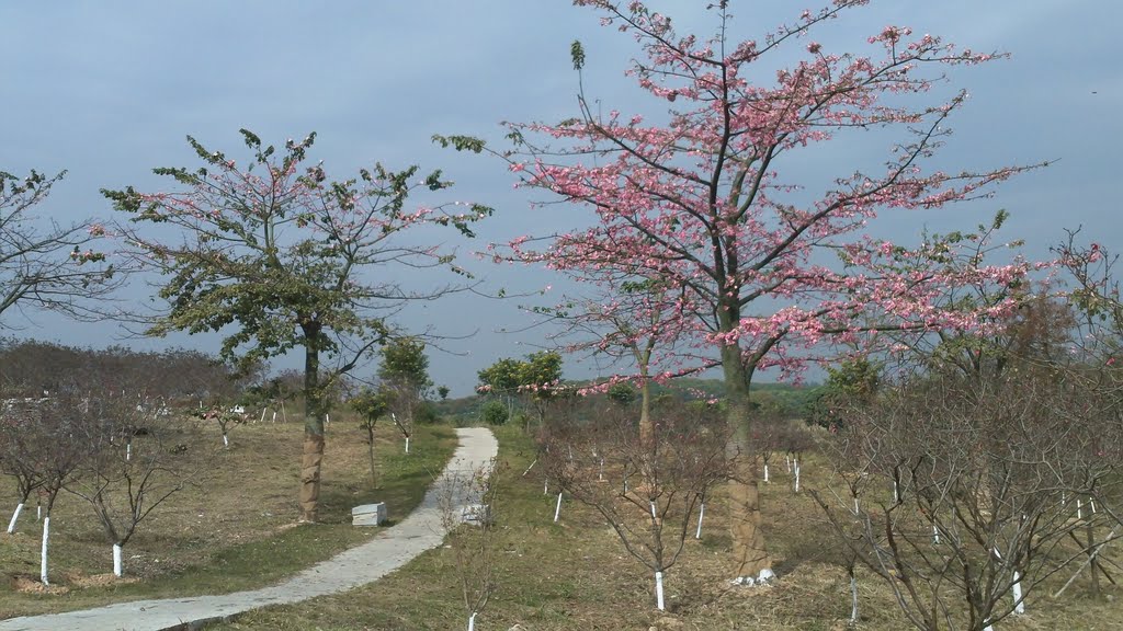 Dongguan, Guangdong, China by Pong Siu