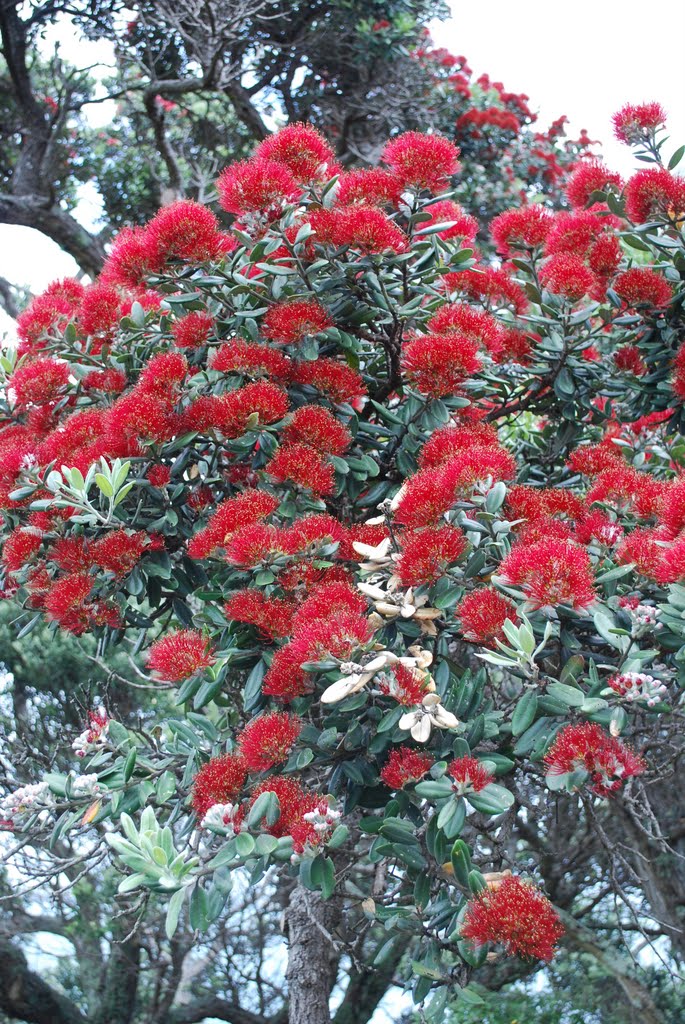 New Zealand's natural Christmas Tree the Pohutukawa in full bloom in December by Red Meadows