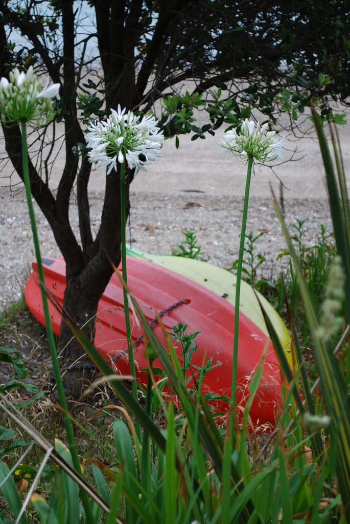 Kayaks and Agapanthus blooms in white by Deb RedMeadows