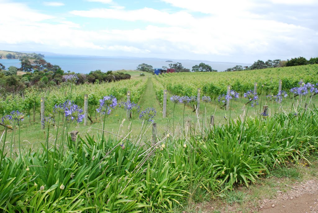 Cable Bay Vineyard with Agapanthus in blue by Red Meadows