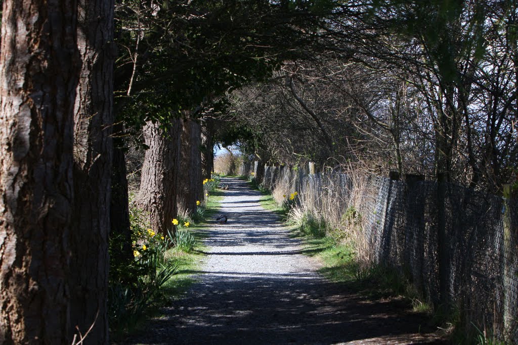 Reifel Bird Sanctuary: Shaded trail on the north end of the sancturary by EditThisPhoto.com