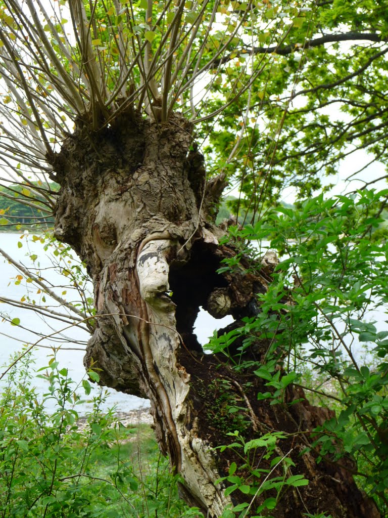 Vom Salzwasser gezeichneter Baum auf Kalvø by lothar-w