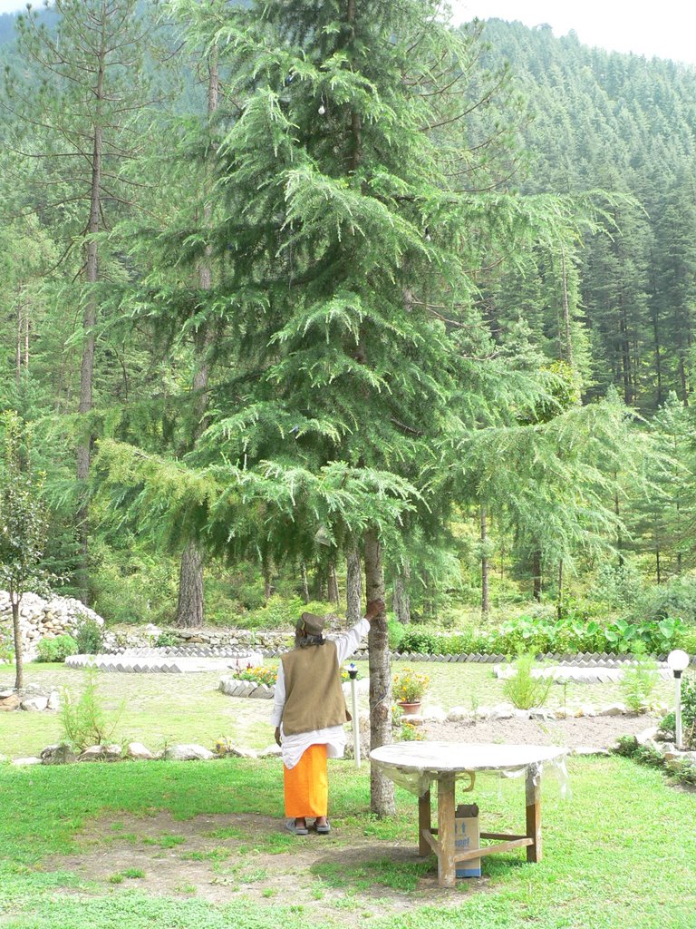 India, Himachal-Pradesh, Parvati Vally, Katagla - White House - Baba lean on tree. by Bombos Colombos