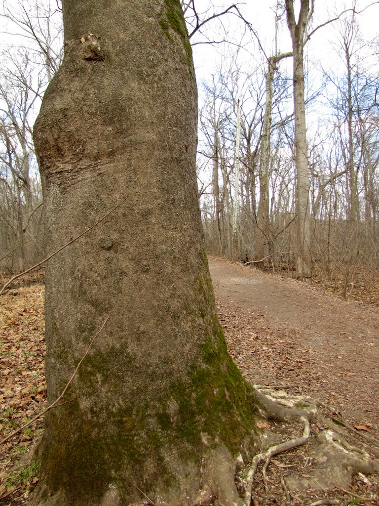 Patowmack Canal Trail Sycamore by Chris Sanfino