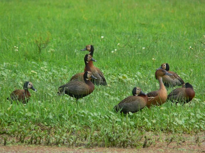 White-faced & Fulvous Whistling Ducks (Weißgesicht- & Gelbbrust-Pfeifgans) by LeBoque