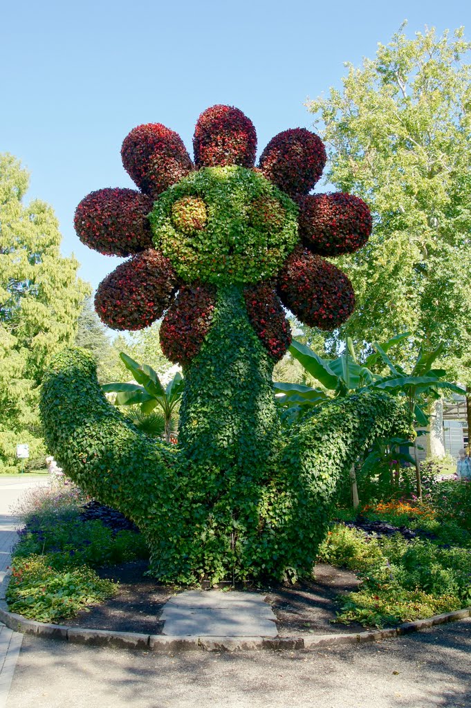 Mainau: Begrüßungsblume by Jürgen Düring