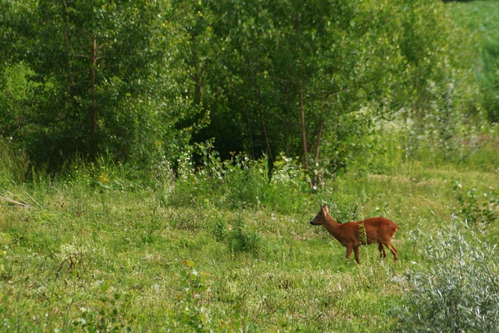 Biche ô ma biche.... by Michel Troxler