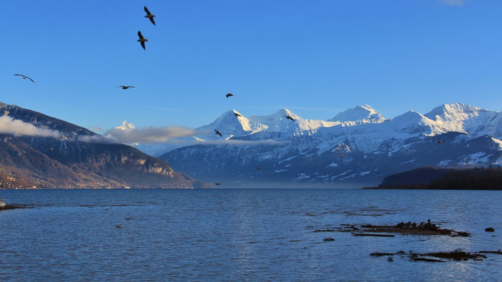 Lago di Thun in inverno - Gwatt - vista delle Alpi by Alfonso Minoli