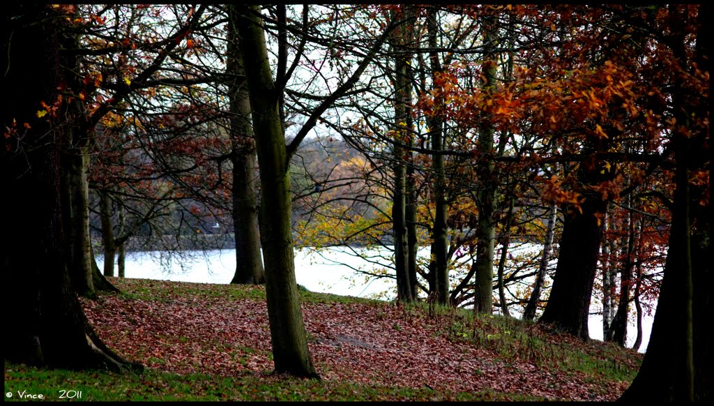 Lake through the trees by V1NCE