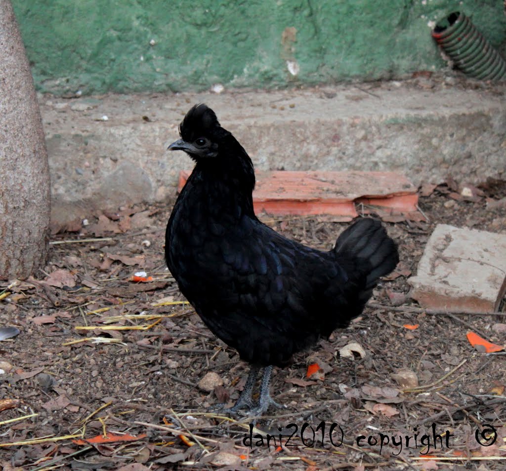 Gallina Americana de «moñete» - I by DnTrotaMundos ☮