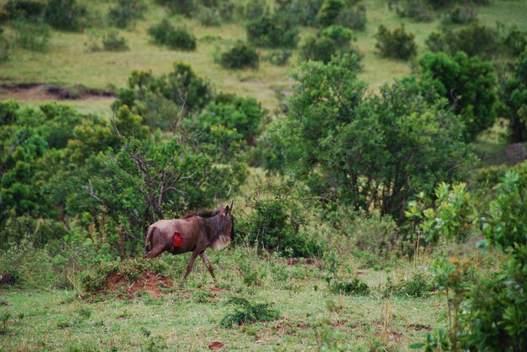 Un Ñu herido que acaba de sobrevivir al ataque de los leones. R.N. Masai Mara. Kenia. by Jorge Aguilar