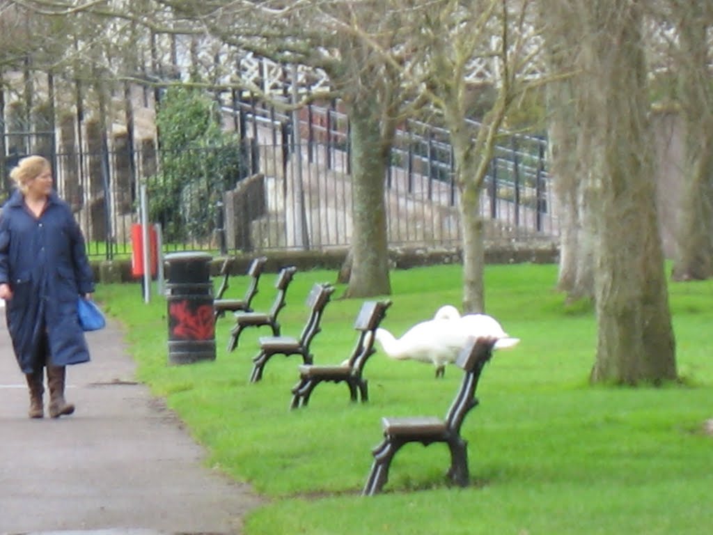 Swans in Fitzgerald Park by Sebastian “sebrem” B…