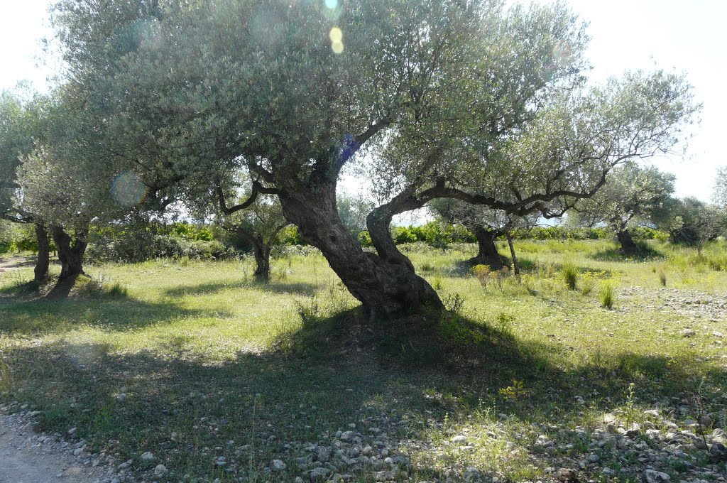 Via Augusta (entre Sant Joan i Traiguera) Olivos by sergivaldi22