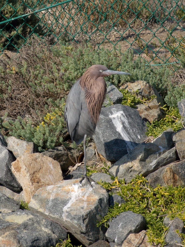 Reddish Egret balances on one leg. by Lance0420