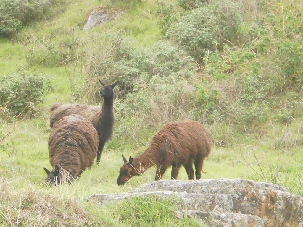 ALPACAS EN CHAVIN DE HUANTAR - HUARAZ by Marino Rondinel