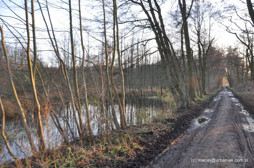 Głębokie-Pilchowo, Szczecin, Poland by maciejurbaniak