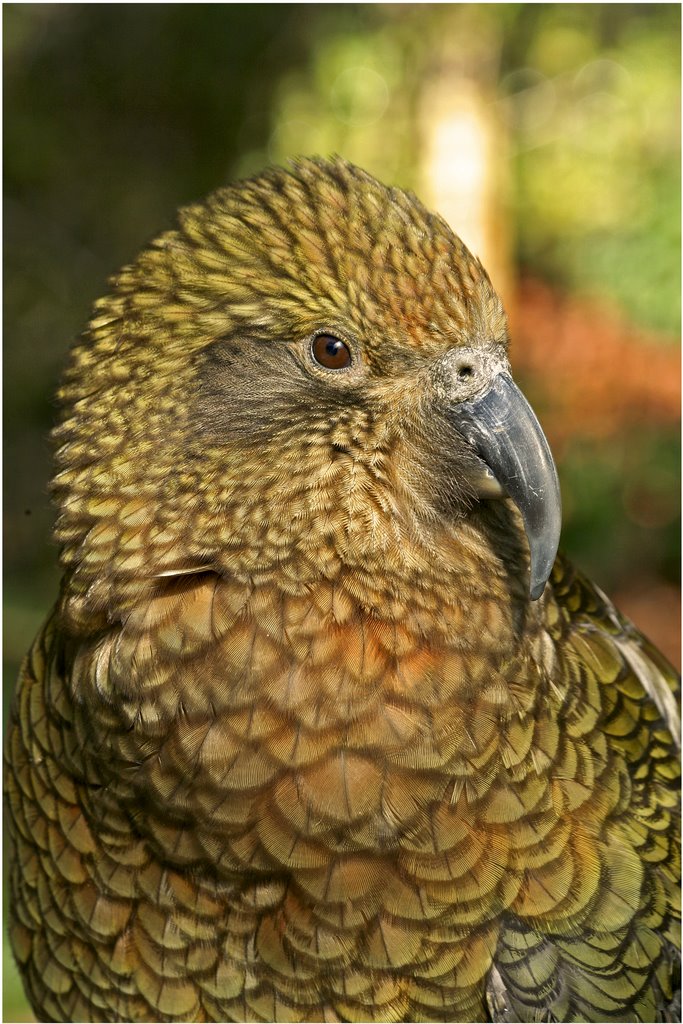 Kea by the-image-farm