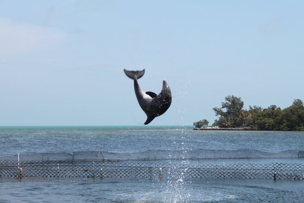 Rescued dolphin performing, Dolphin Research Center, Marathon, FL, USA by Marc Latrémouille