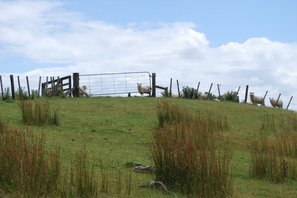 Sheep watching...at Stony Batter by Deb RedMeadows