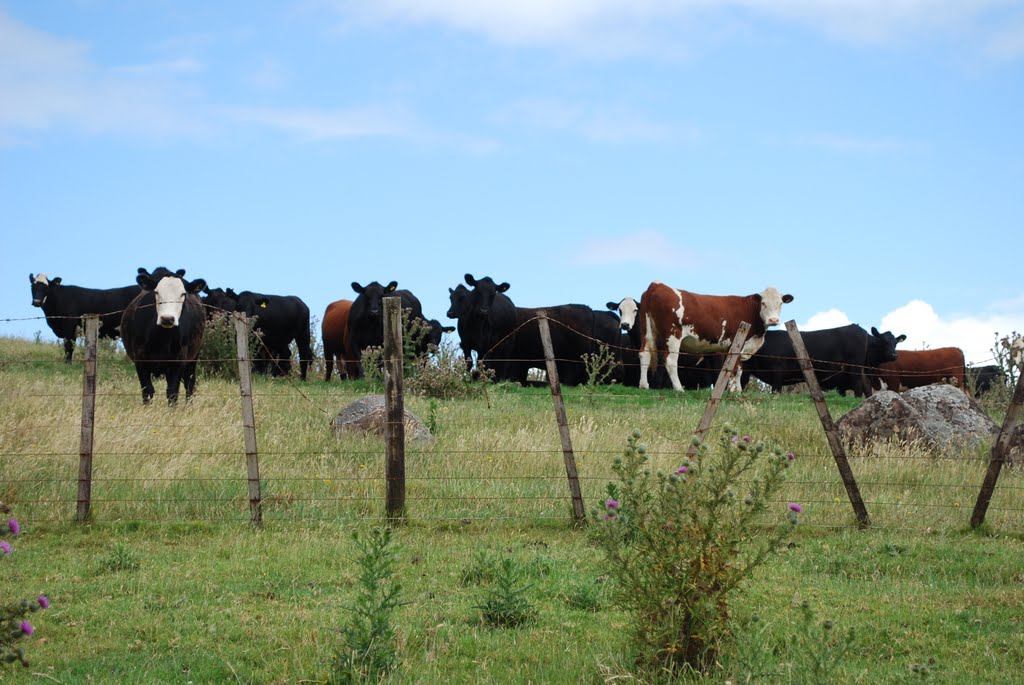 Cow watching...at Stony Batter by Deb RedMeadows