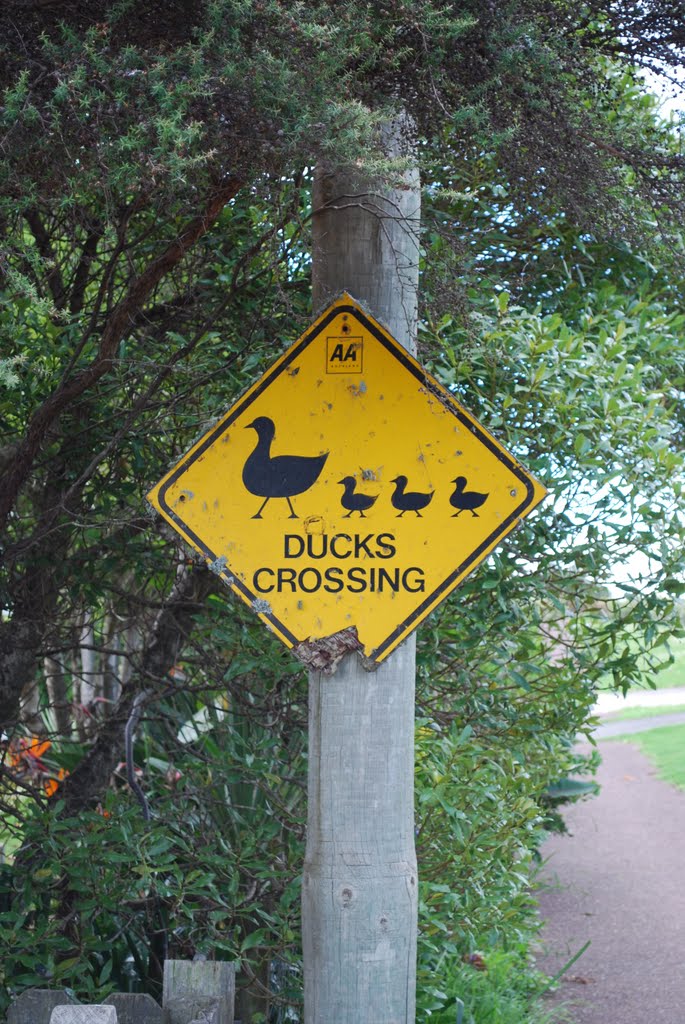 Ducks Crossing by Deb RedMeadows