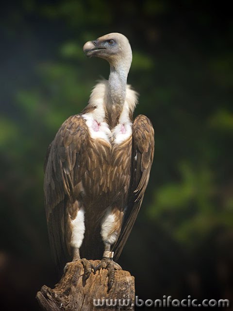 Griffon Vultures by bonifacic