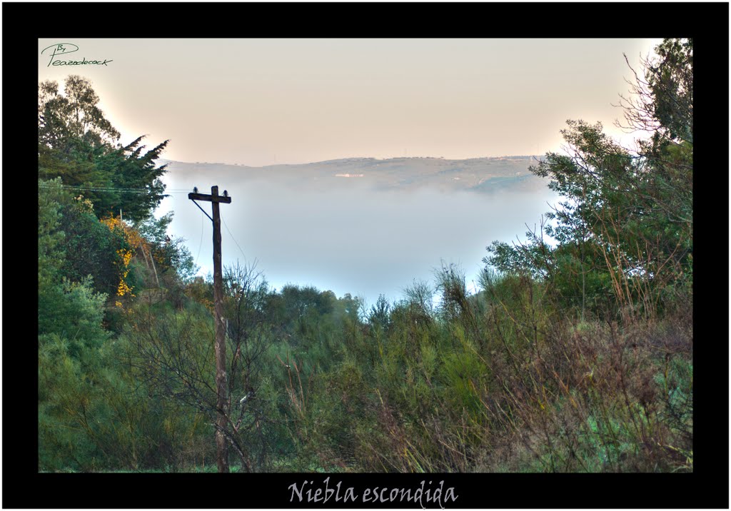 NIEBLA EN EL VALLE by PEAZODECOCK