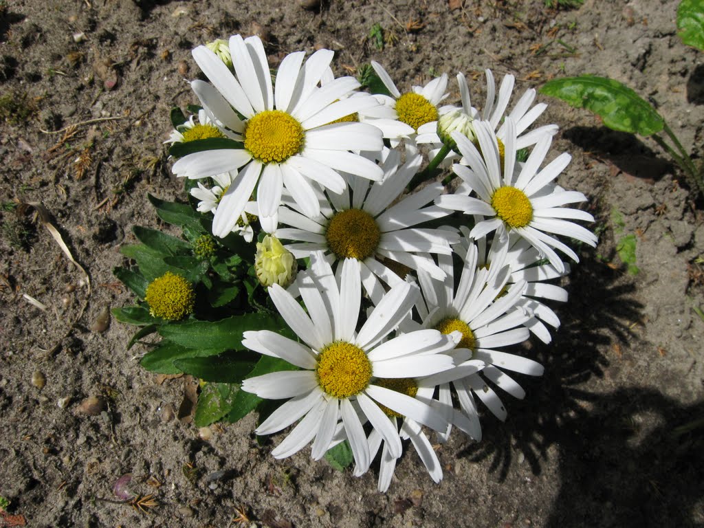 Margriet by earshot