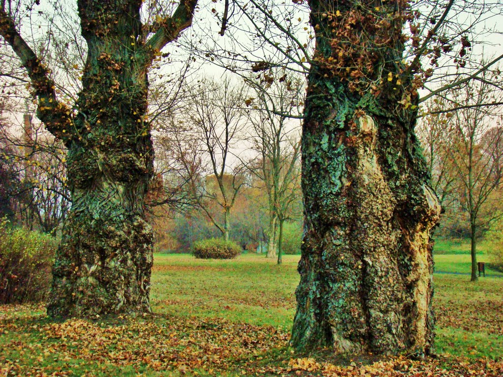 Park nad Jasieniem-malownicze drzewa by Witold Lewandowski